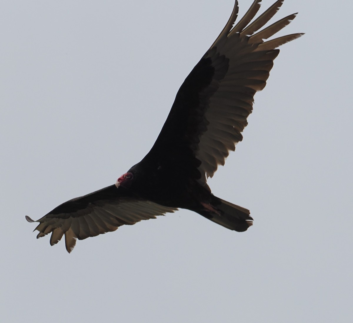 Turkey Vulture - ML618085511