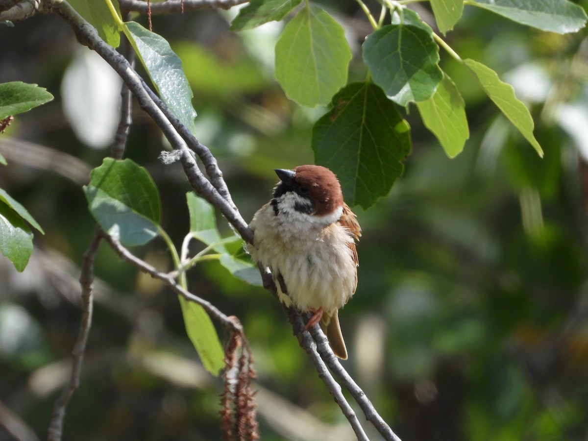 Eurasian Tree Sparrow - ML618085520