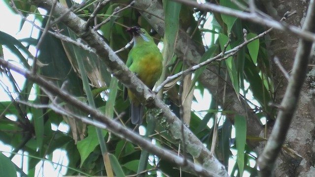 Orangebauch-Blattvogel (hardwickii/malayana) - ML618085524