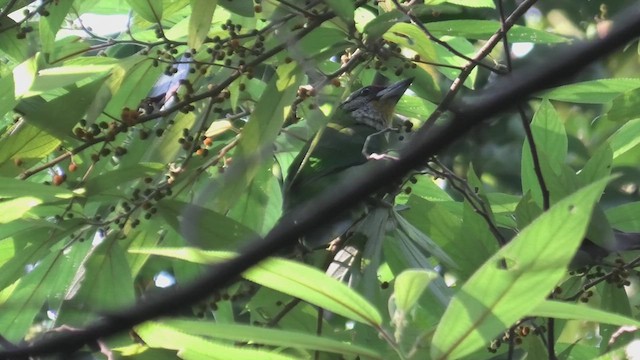 barbet žlutohrdlý (ssp. ramsayi) - ML618085574