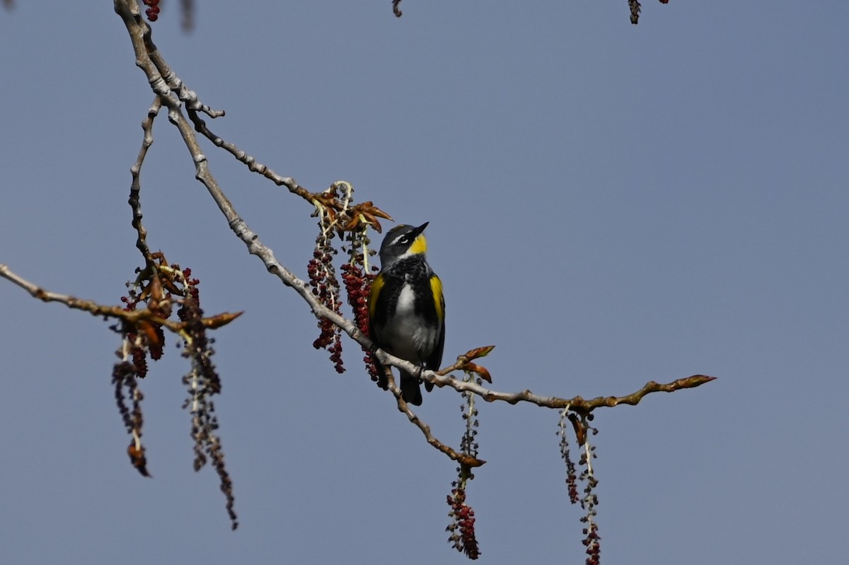 Yellow-rumped Warbler (Myrtle x Audubon's) - ML618085584