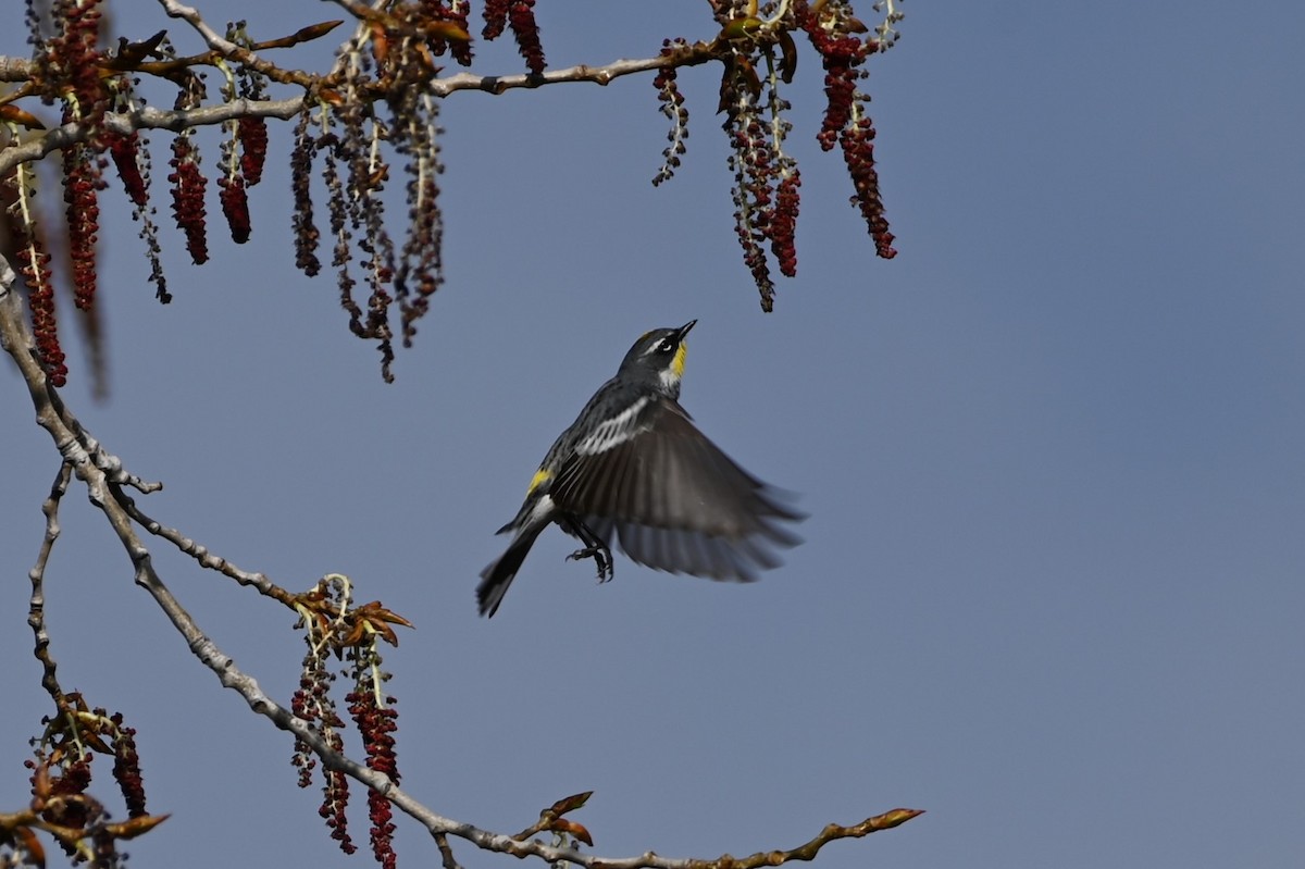 Yellow-rumped Warbler (Myrtle x Audubon's) - ML618085585