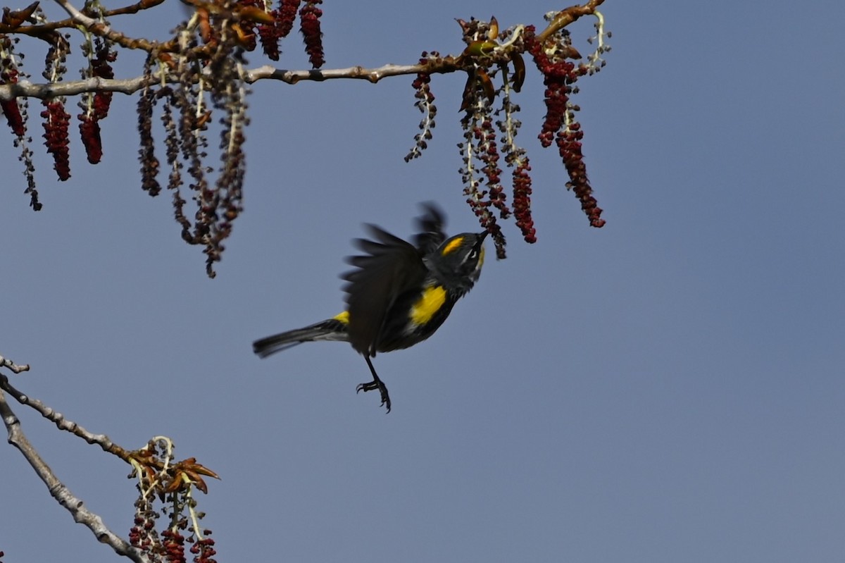 Yellow-rumped Warbler (Myrtle x Audubon's) - ML618085586