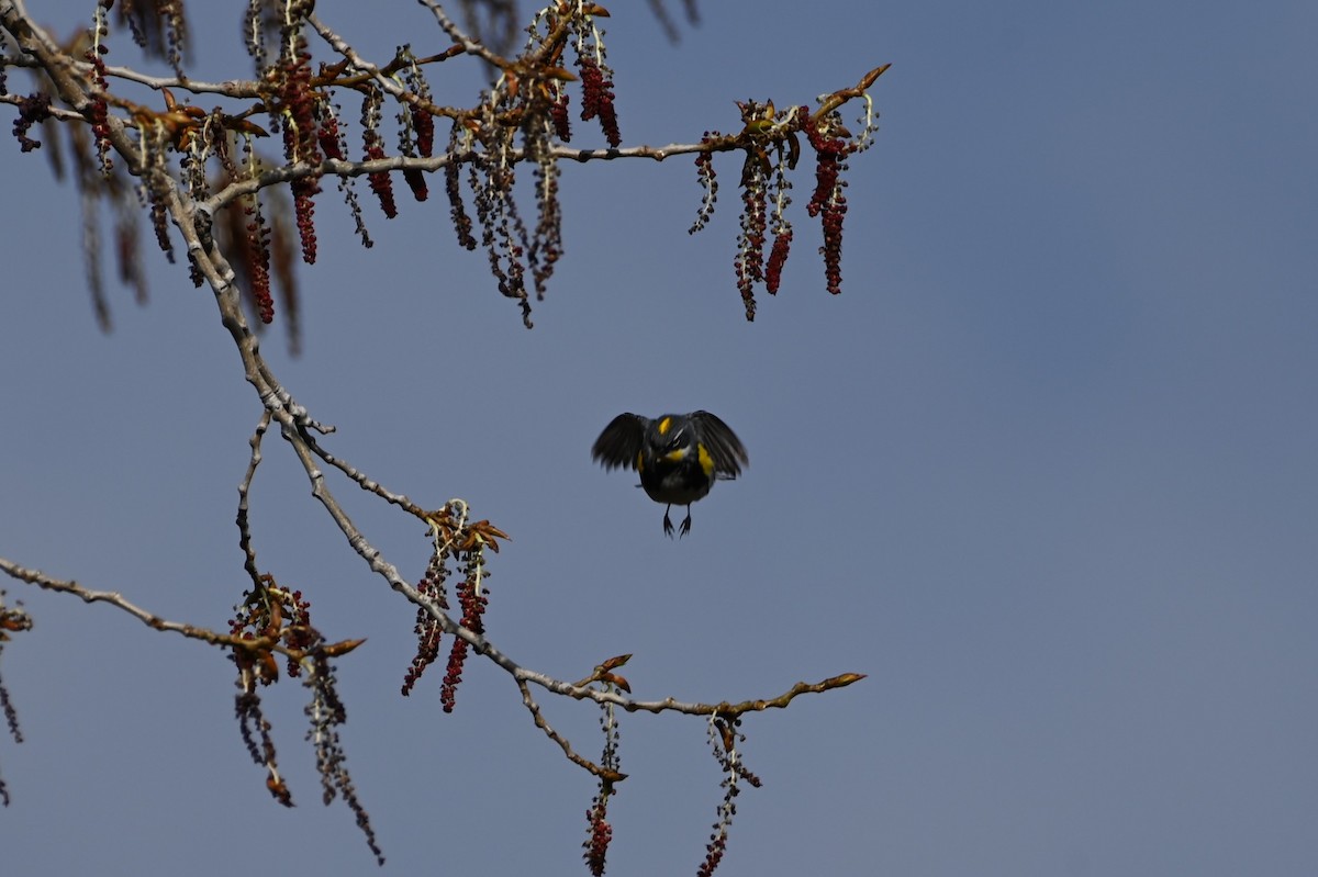 Yellow-rumped Warbler (Myrtle x Audubon's) - ML618085588