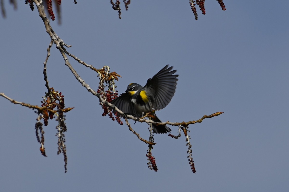 Yellow-rumped Warbler (Myrtle x Audubon's) - Brendan Beers