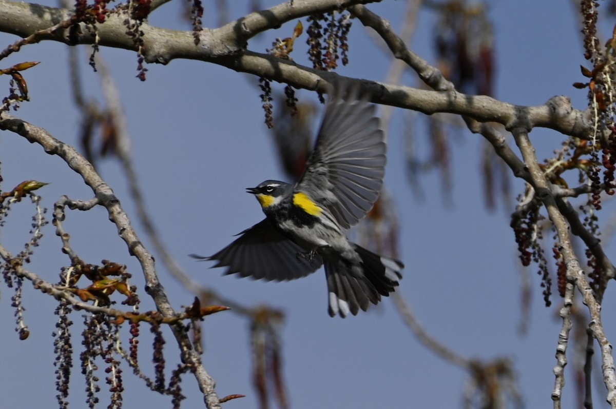 Yellow-rumped Warbler (Myrtle x Audubon's) - Brendan Beers