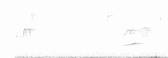 Weißbauch-Phoebetyrann - ML618085645