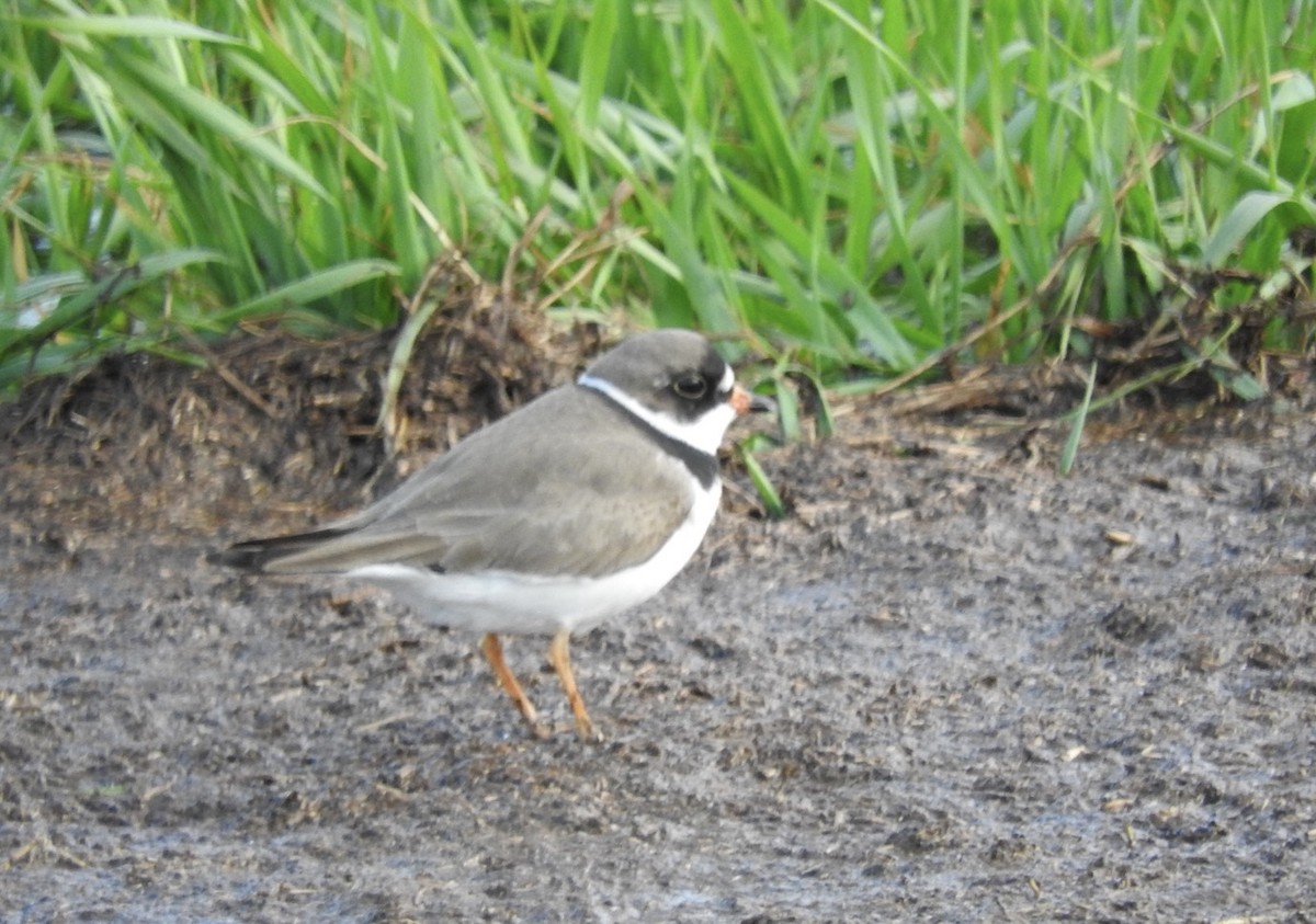 Semipalmated Plover - ML618085663