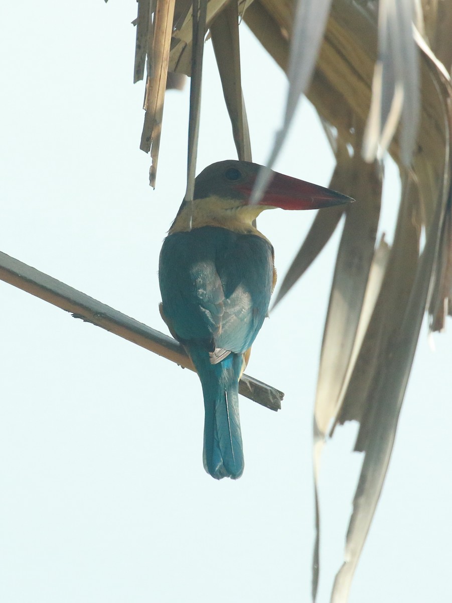 Stork-billed Kingfisher - shino jacob koottanad