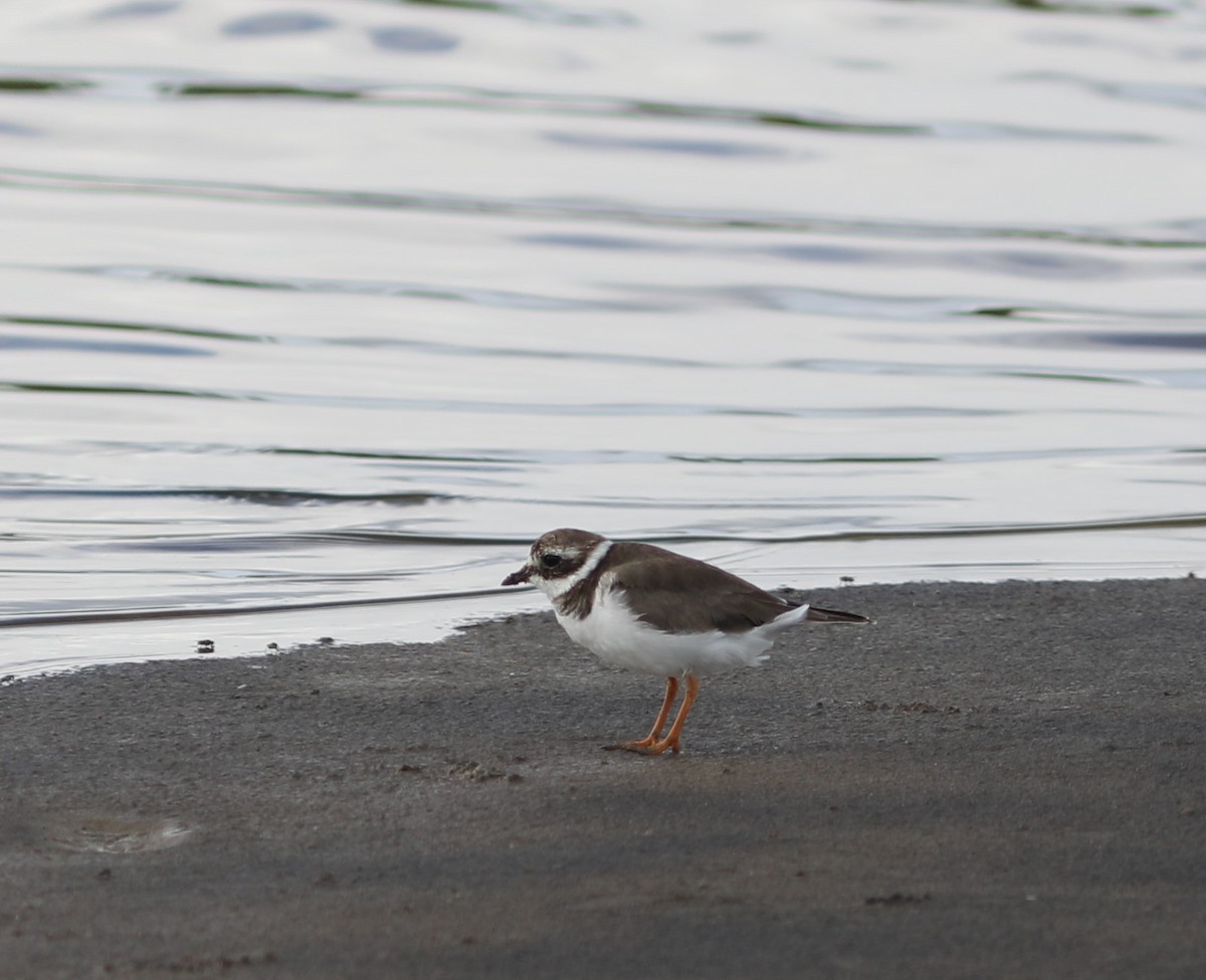 Common Ringed Plover - ML618085682