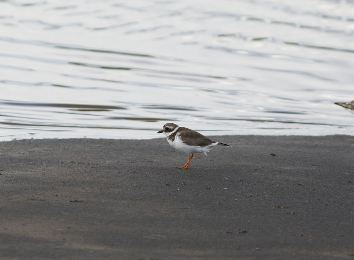 Common Ringed Plover - ML618085683