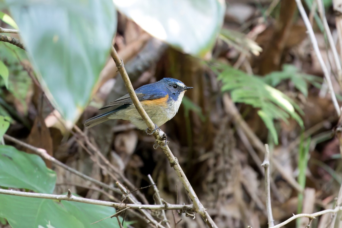 Red-flanked Bluetail - ML618085687