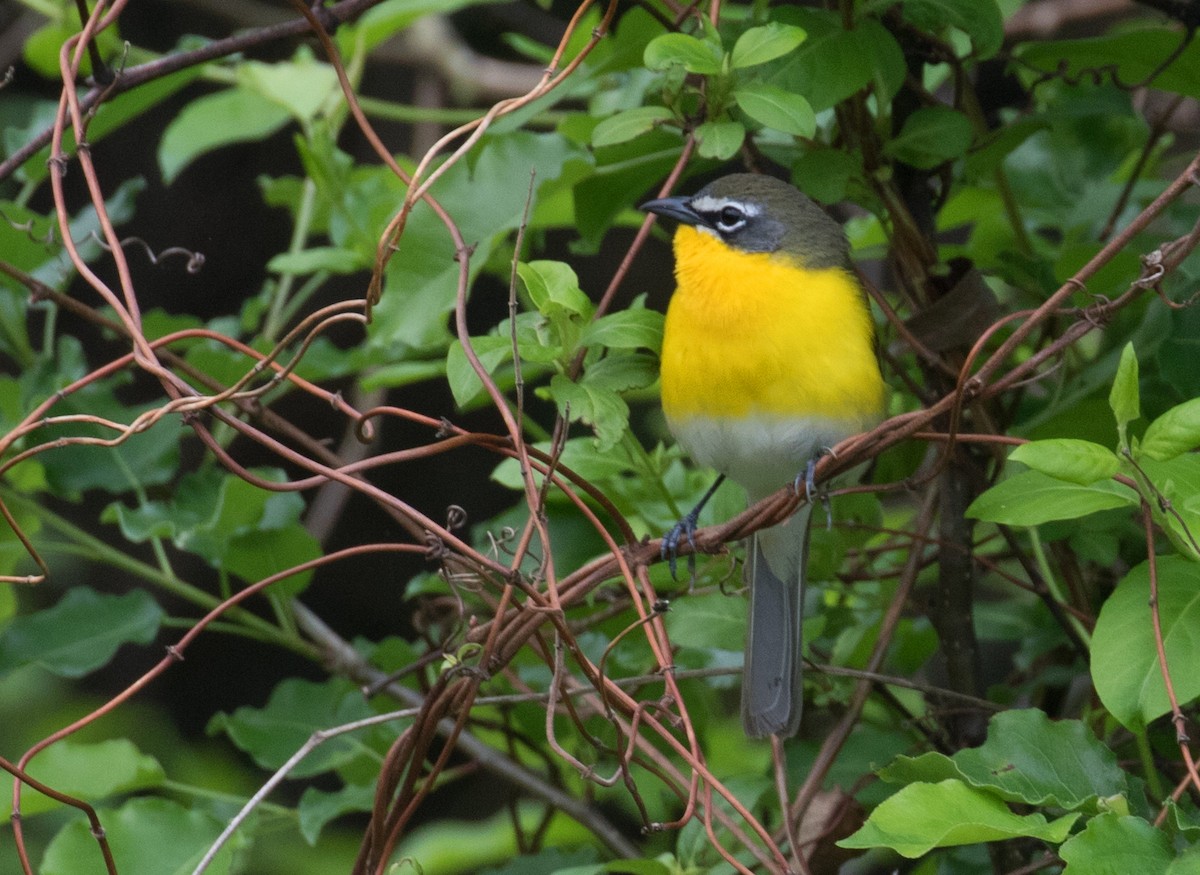 Yellow-breasted Chat - ML618085705