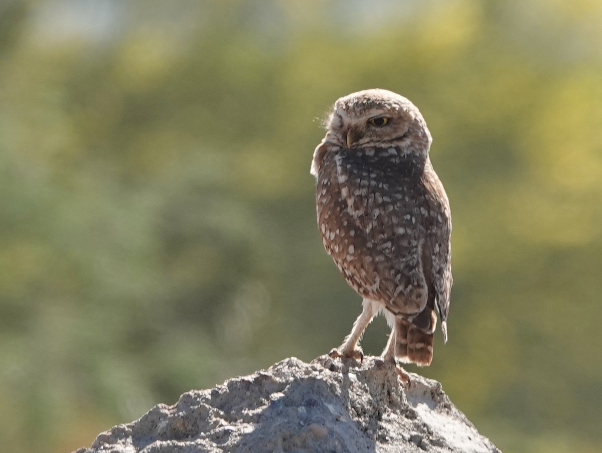 Burrowing Owl - Robin Oxley 🦉