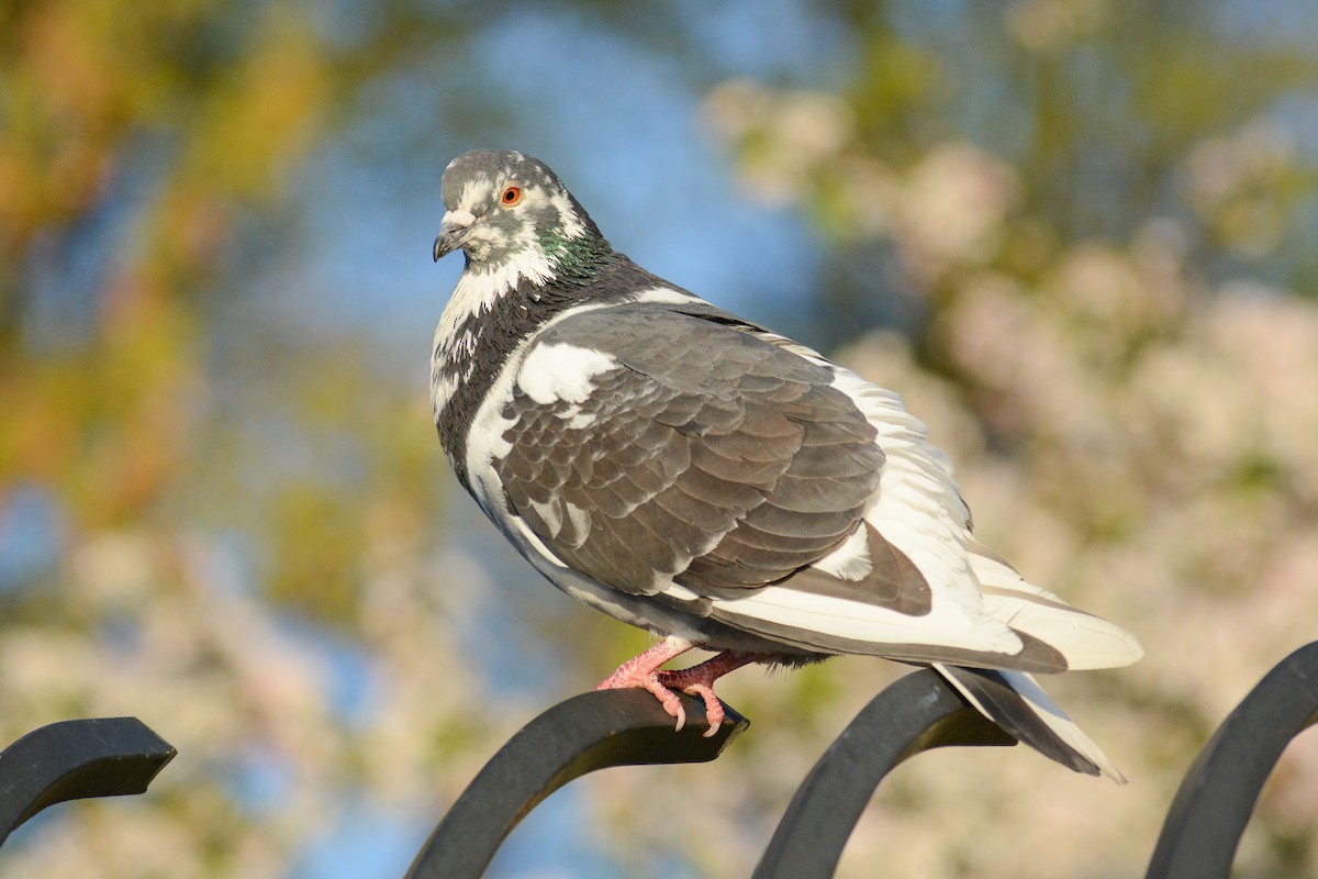 Rock Pigeon (Feral Pigeon) - David Jeffrey Ringer