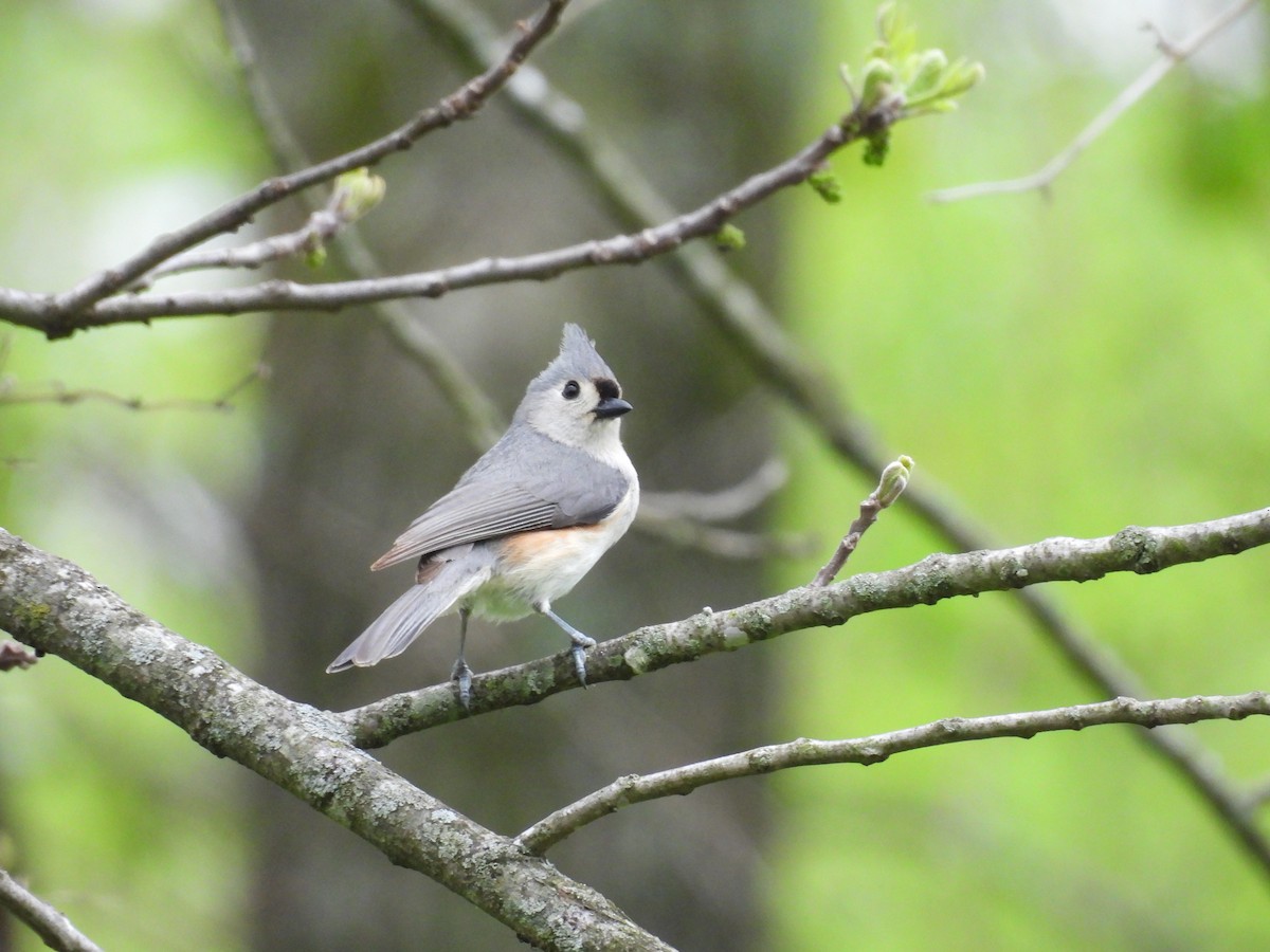 Tufted Titmouse - Kelly Ormesher