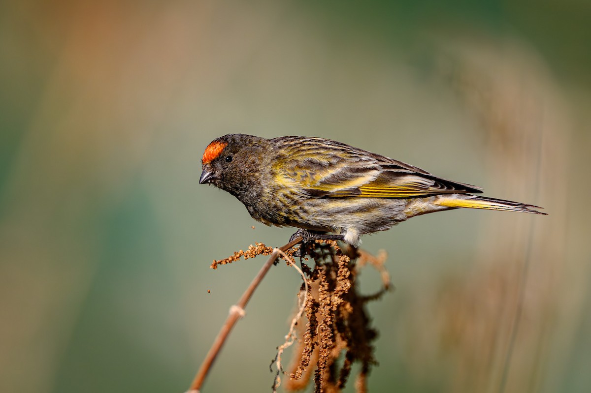 Fire-fronted Serin - ML618085771