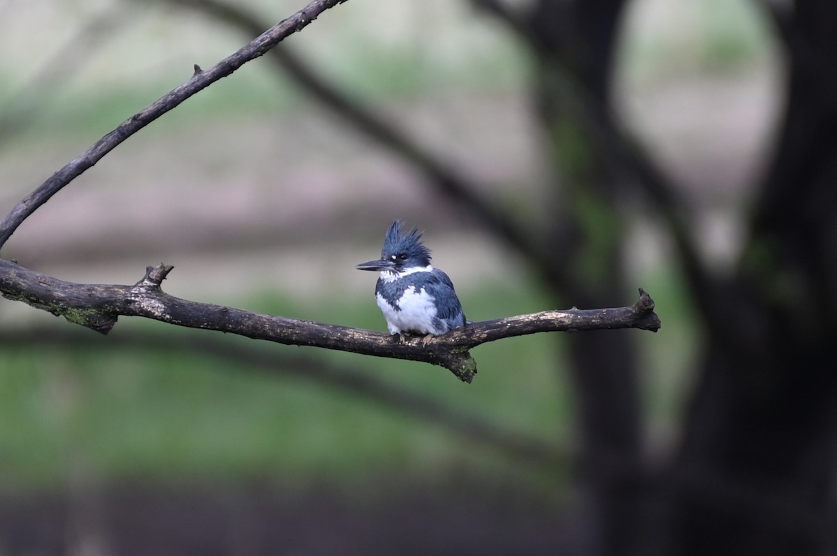 Belted Kingfisher - ML618085789