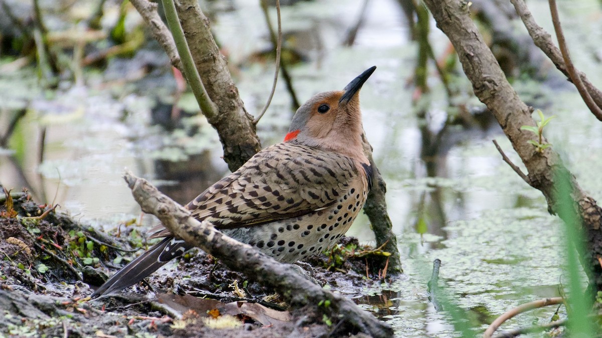 Northern Flicker (Yellow-shafted) - Anonymous