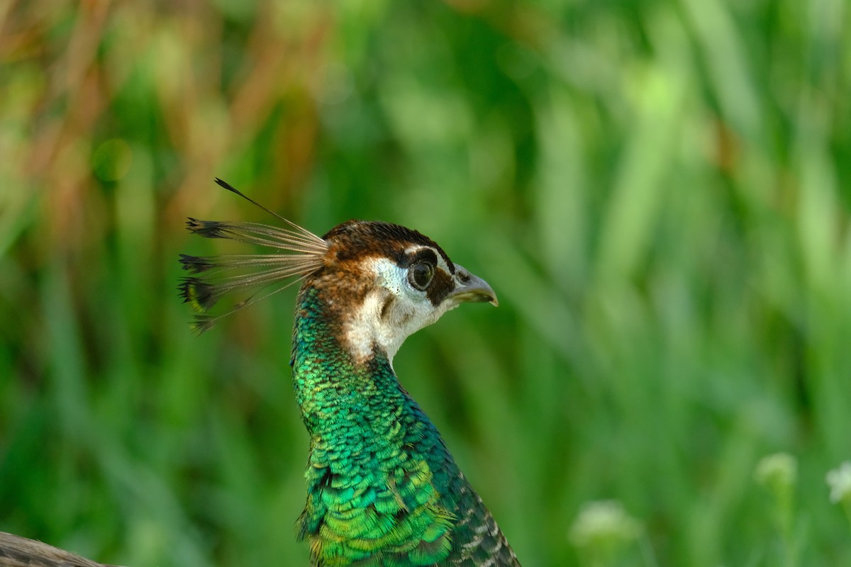 Indian Peafowl (Domestic type) - Klaus Bielefeldt