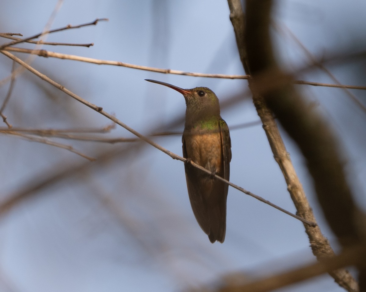 Buff-bellied Hummingbird - ML618085857