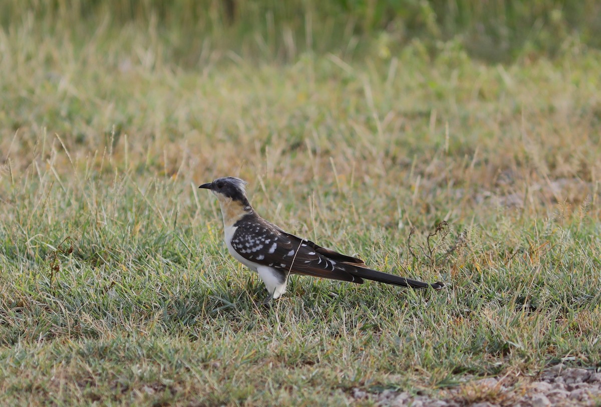 Great Spotted Cuckoo - ML618085871