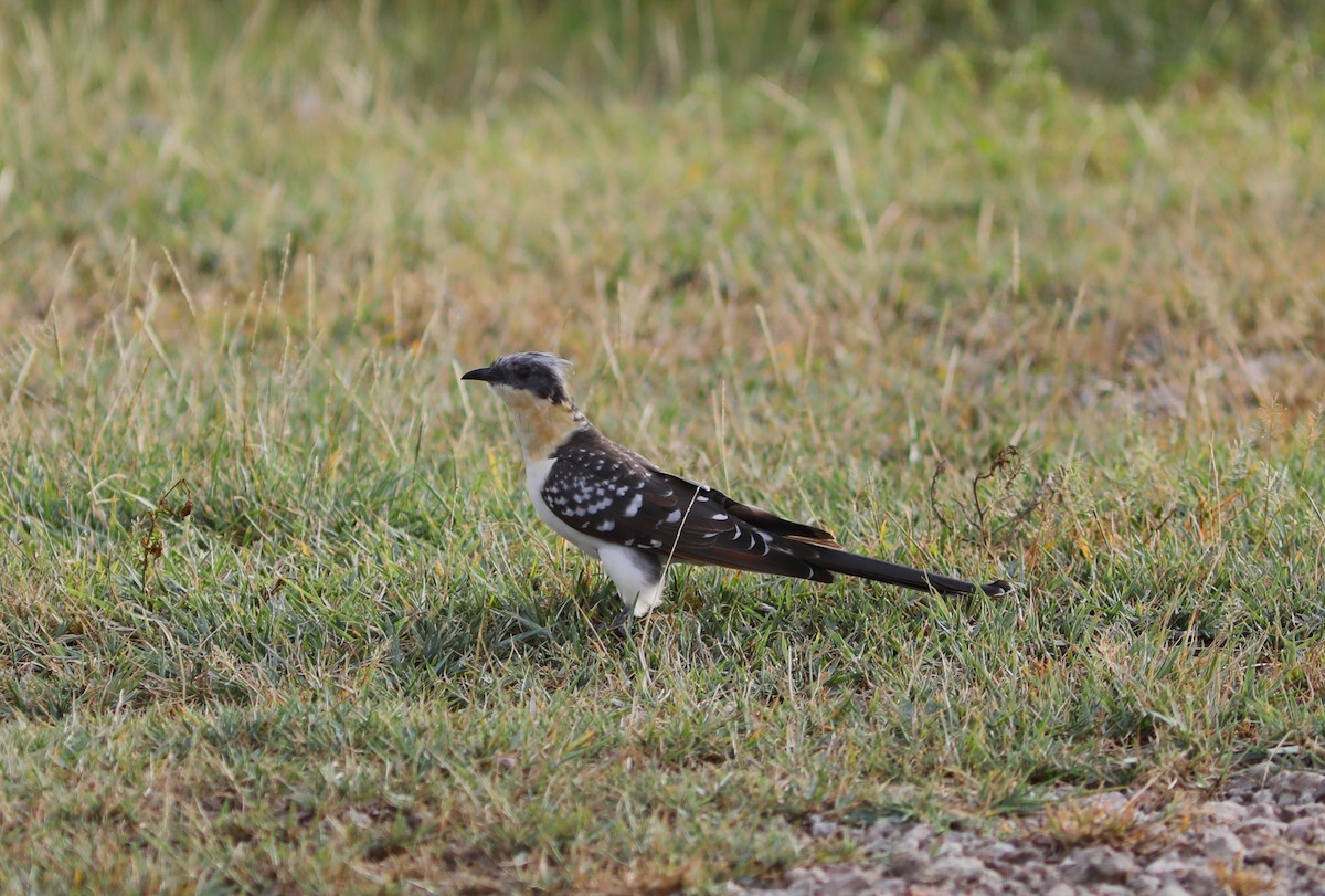 Great Spotted Cuckoo - ML618085872
