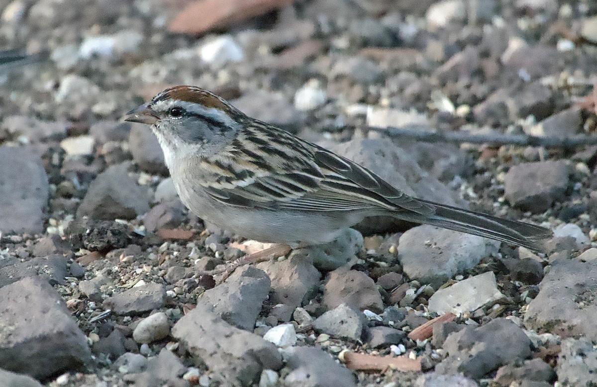 Chipping Sparrow - ML618085877