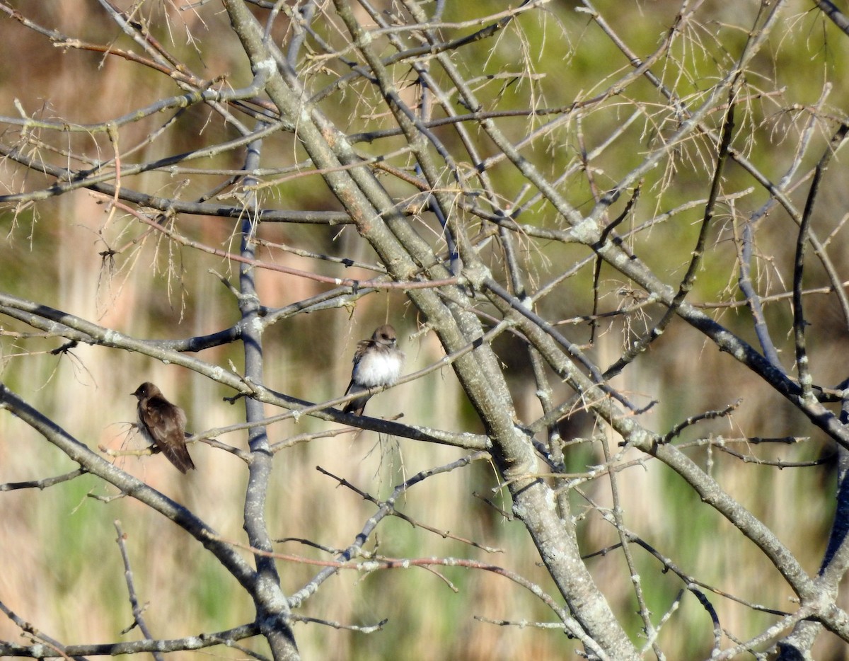 Northern Rough-winged Swallow - Carolyn Longworth