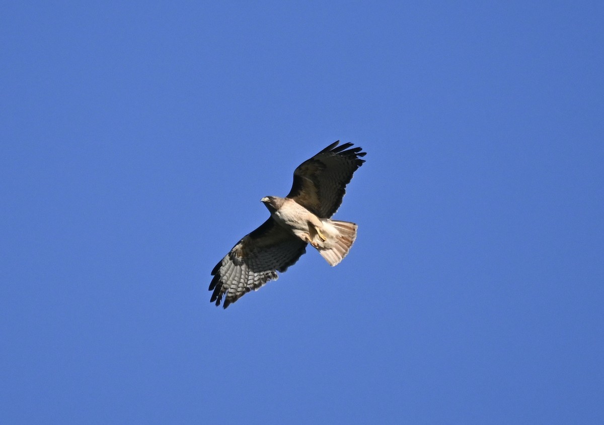 Red-tailed Hawk - ML618085907