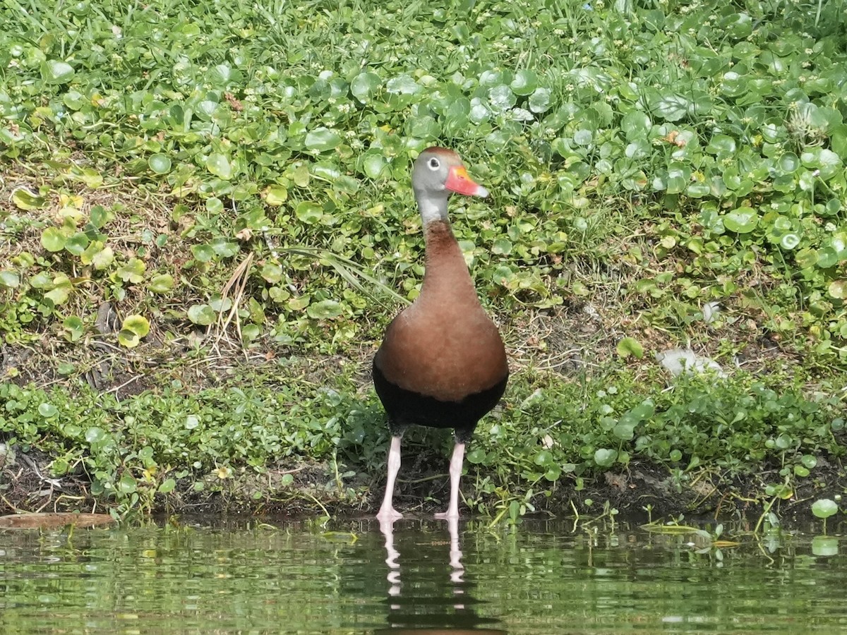 Black-bellied Whistling-Duck (fulgens) - ML618085922