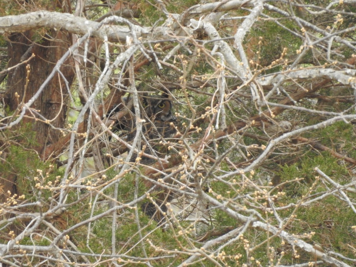 Great Horned Owl - ML618085928