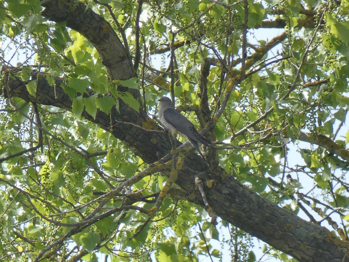 Common Cuckoo - ML618085949