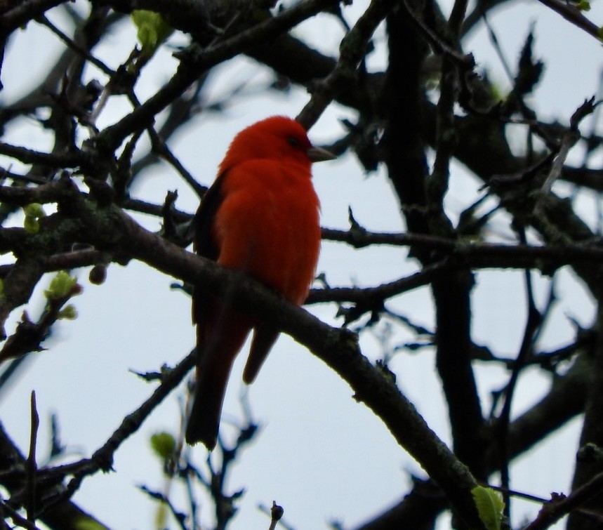 Scarlet Tanager - ML618085968