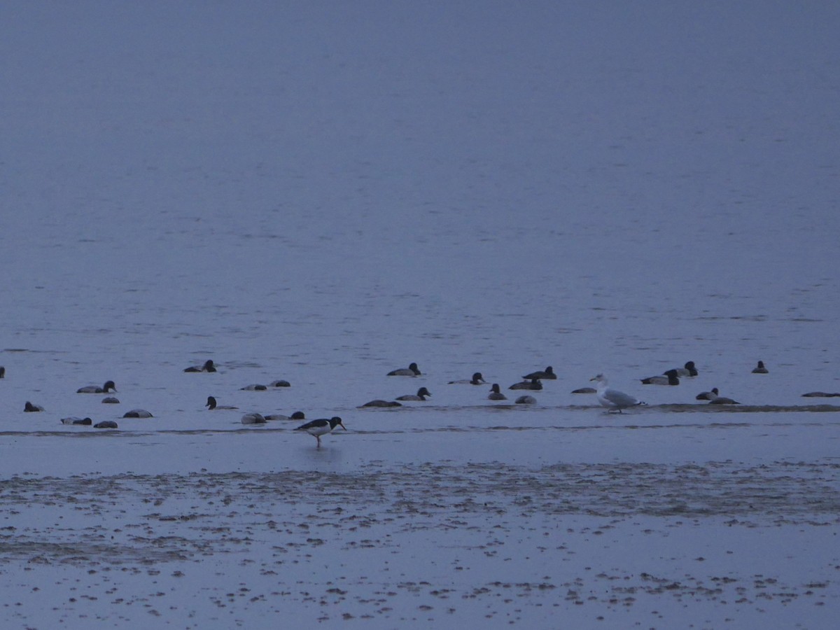 Greater Scaup - ML618085971