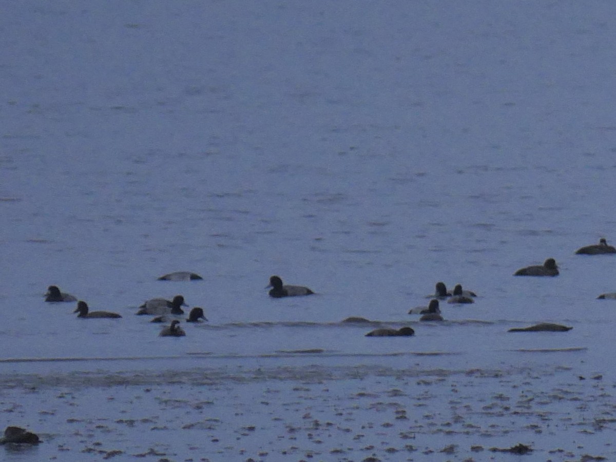 Greater Scaup - ML618085990
