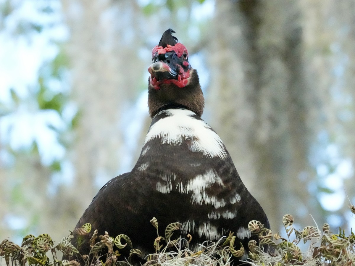 Muscovy Duck (Domestic type) - Tami Reece