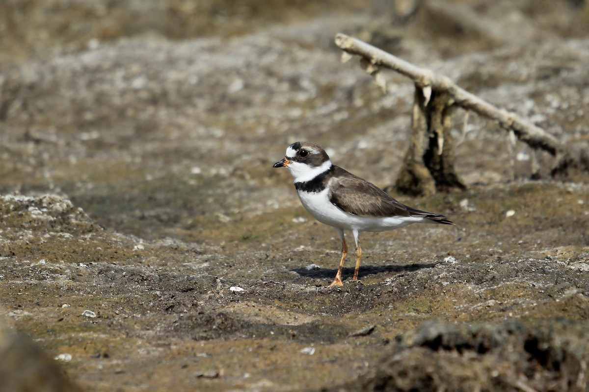 Semipalmated Plover - ML618086005