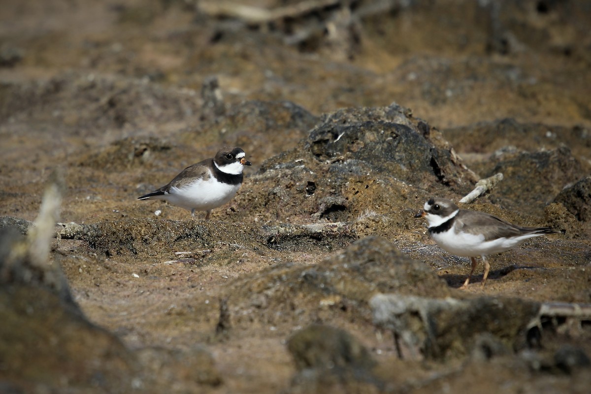 Semipalmated Plover - ML618086006