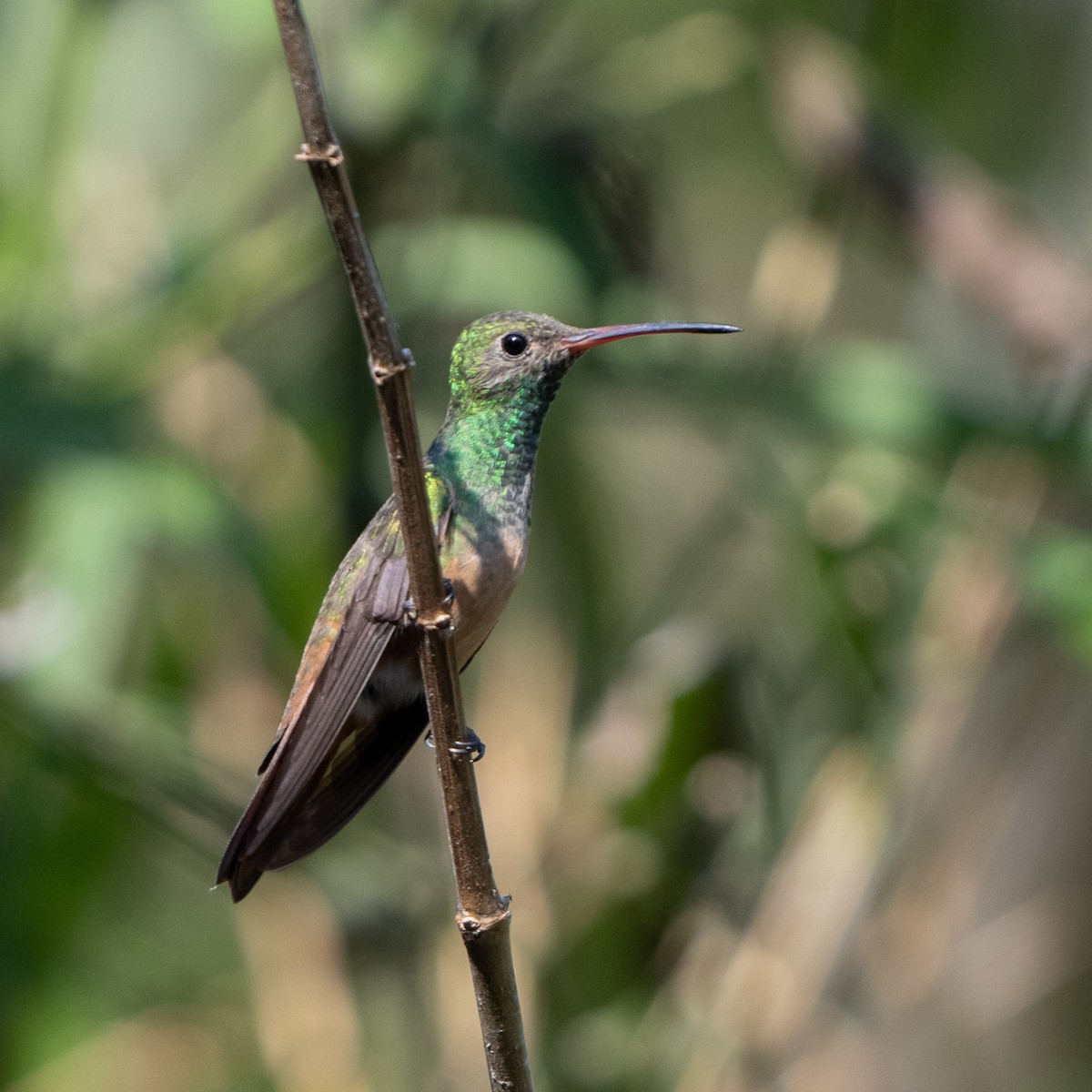 kolibřík mexický - ML618086054
