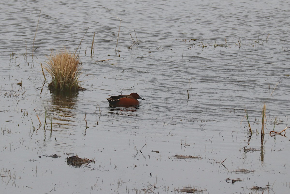 Cinnamon Teal - Stacey Bissell