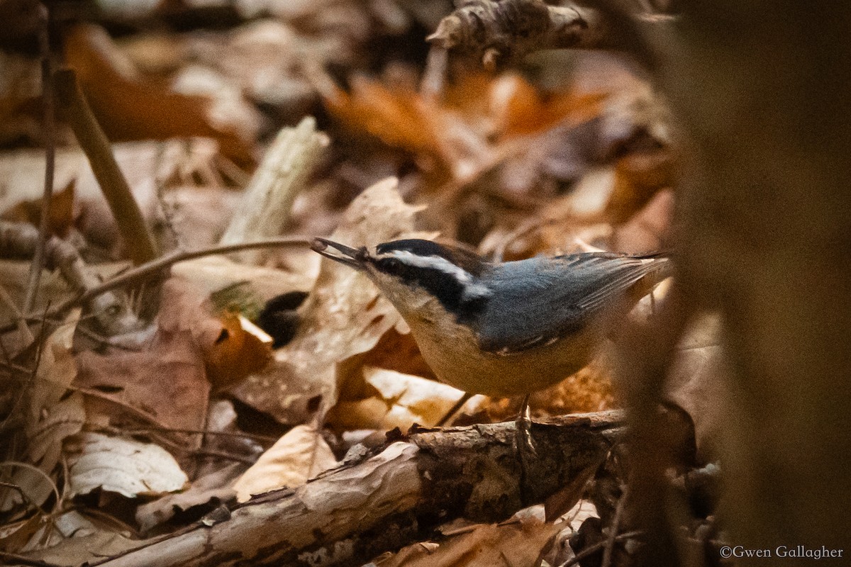 Red-breasted Nuthatch - ML618086080