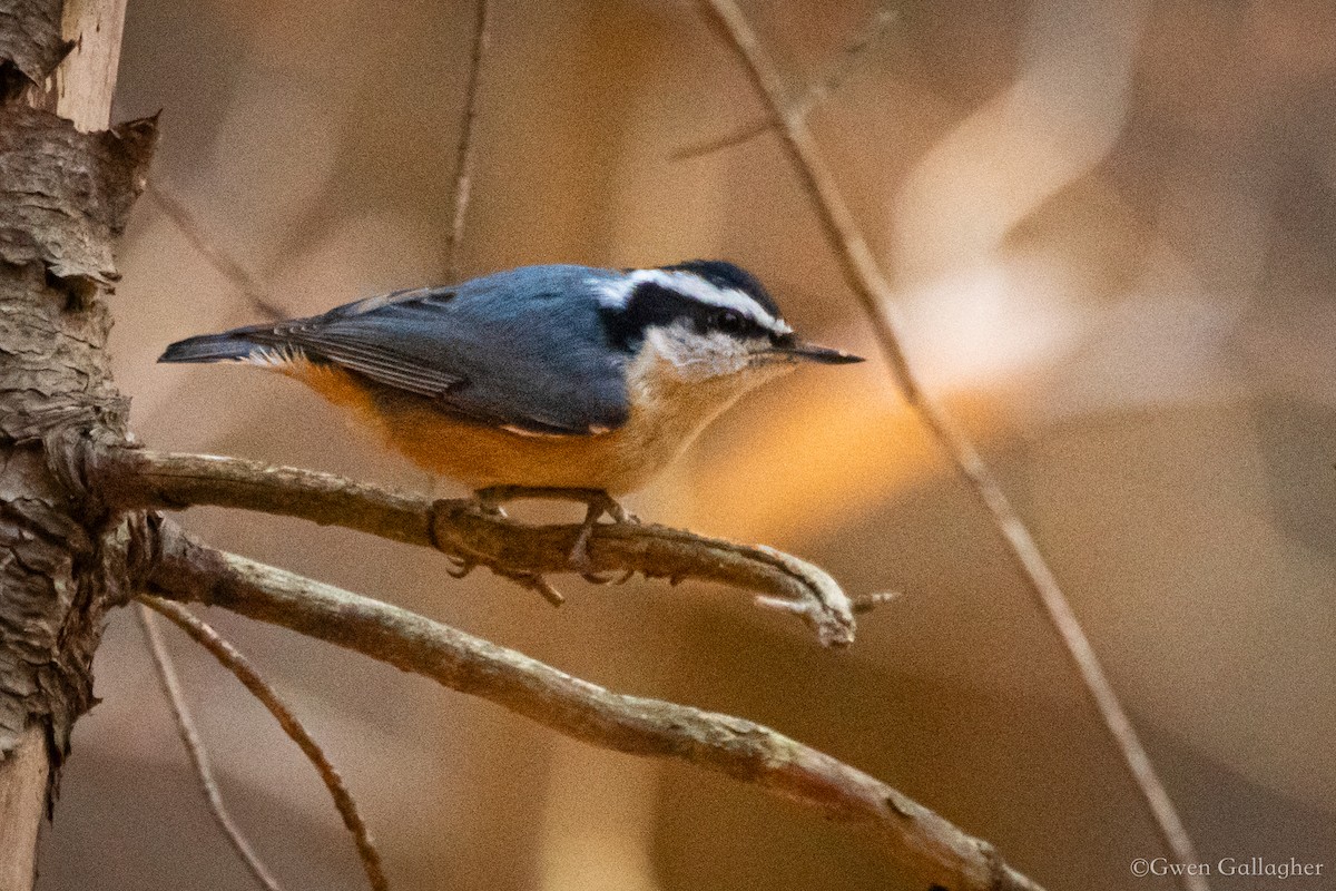 Red-breasted Nuthatch - ML618086081