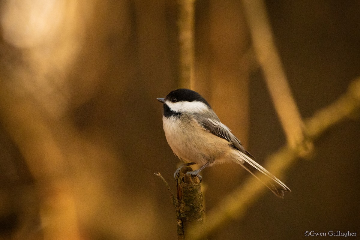 Black-capped Chickadee - Gwen Gallagher