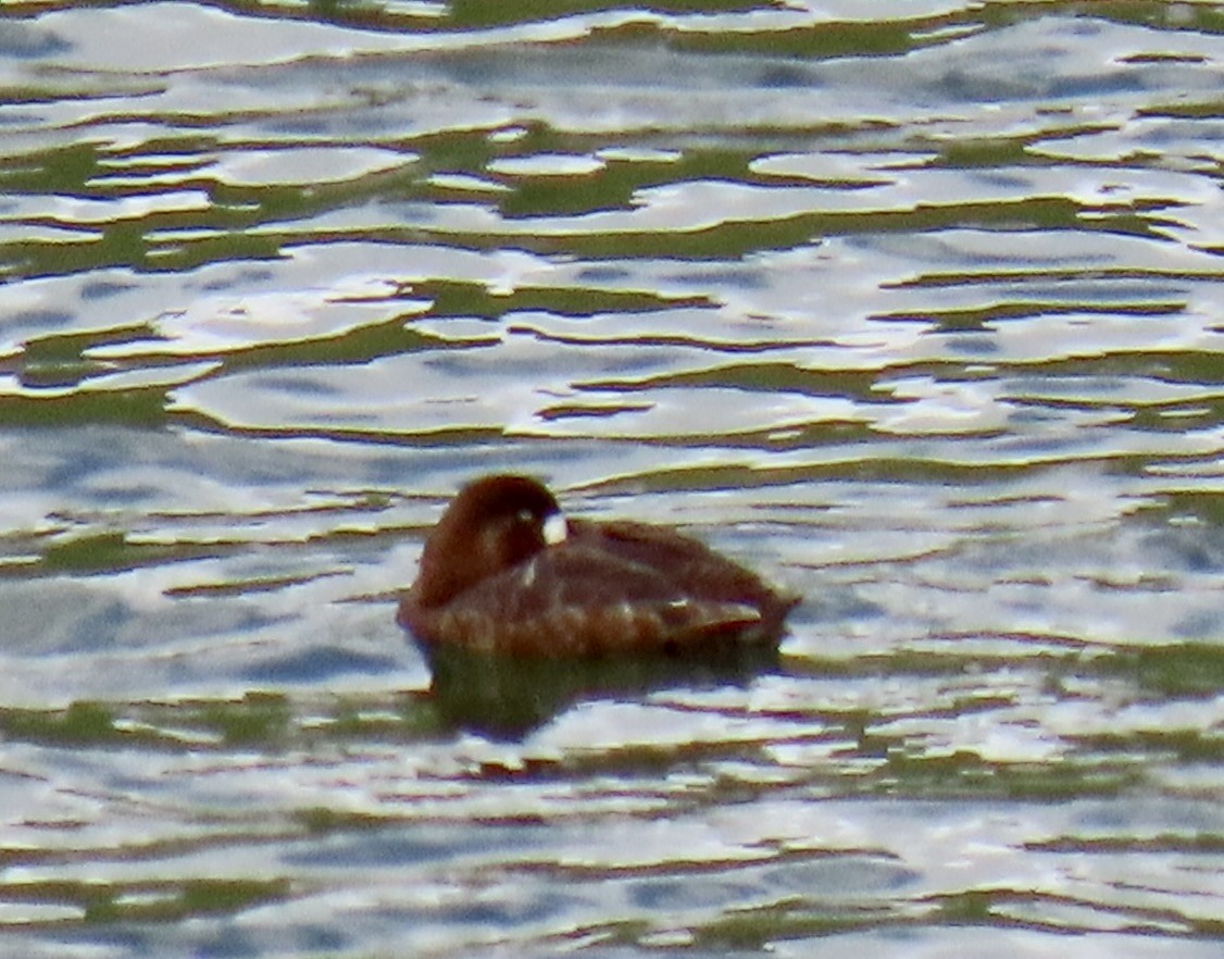 Greater Scaup - ML618086108