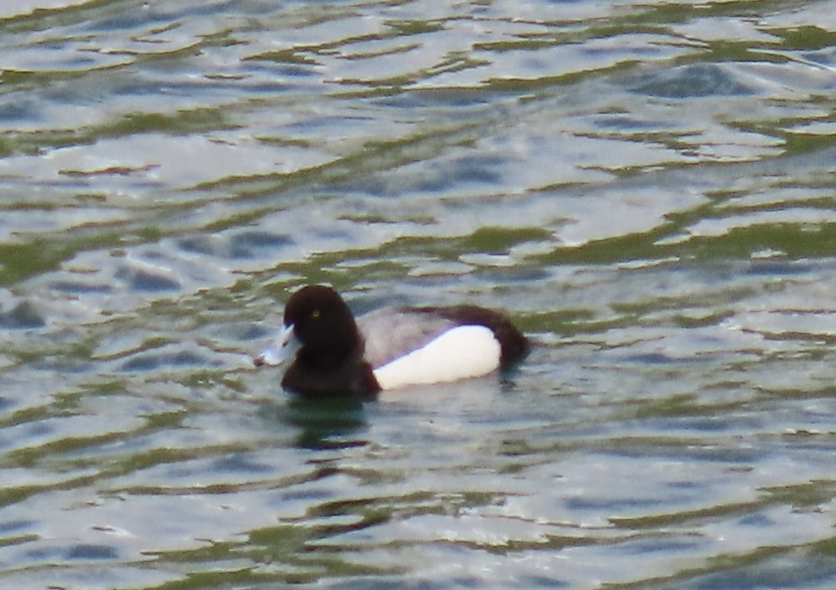 Greater Scaup - ML618086112