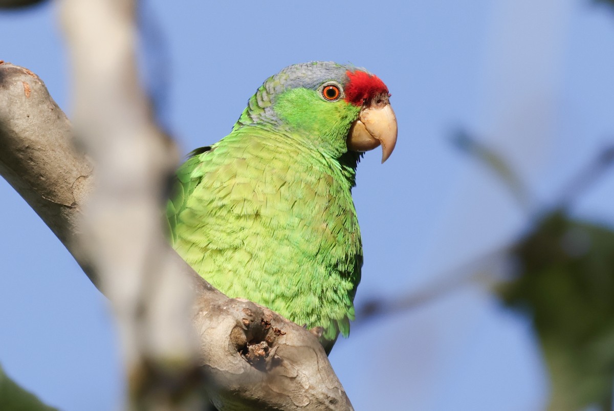 Lilac-crowned Parrot - Rich White