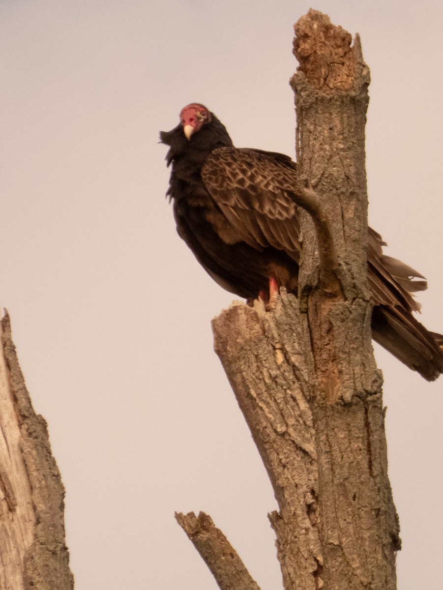 Turkey Vulture - George Engeler