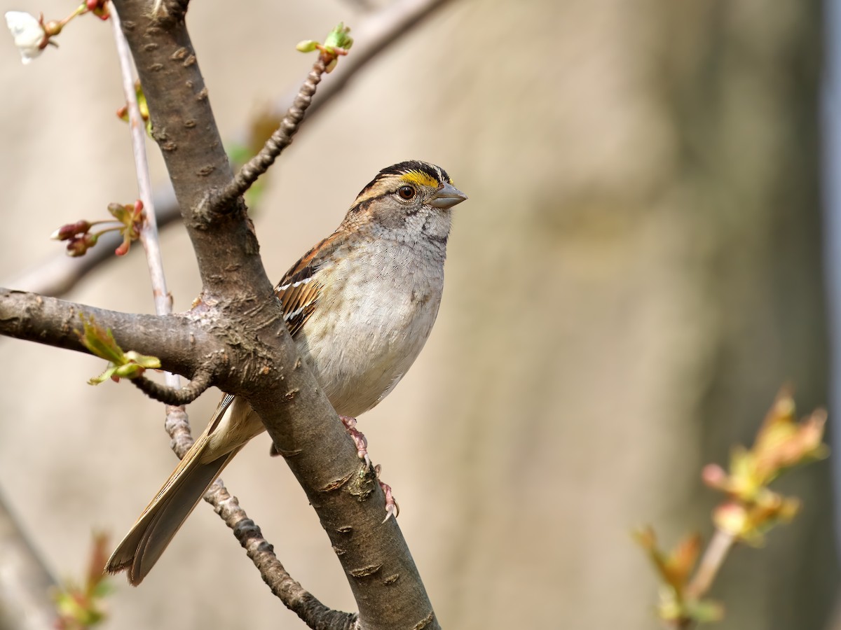 White-throated Sparrow - Gavin Edmondstone