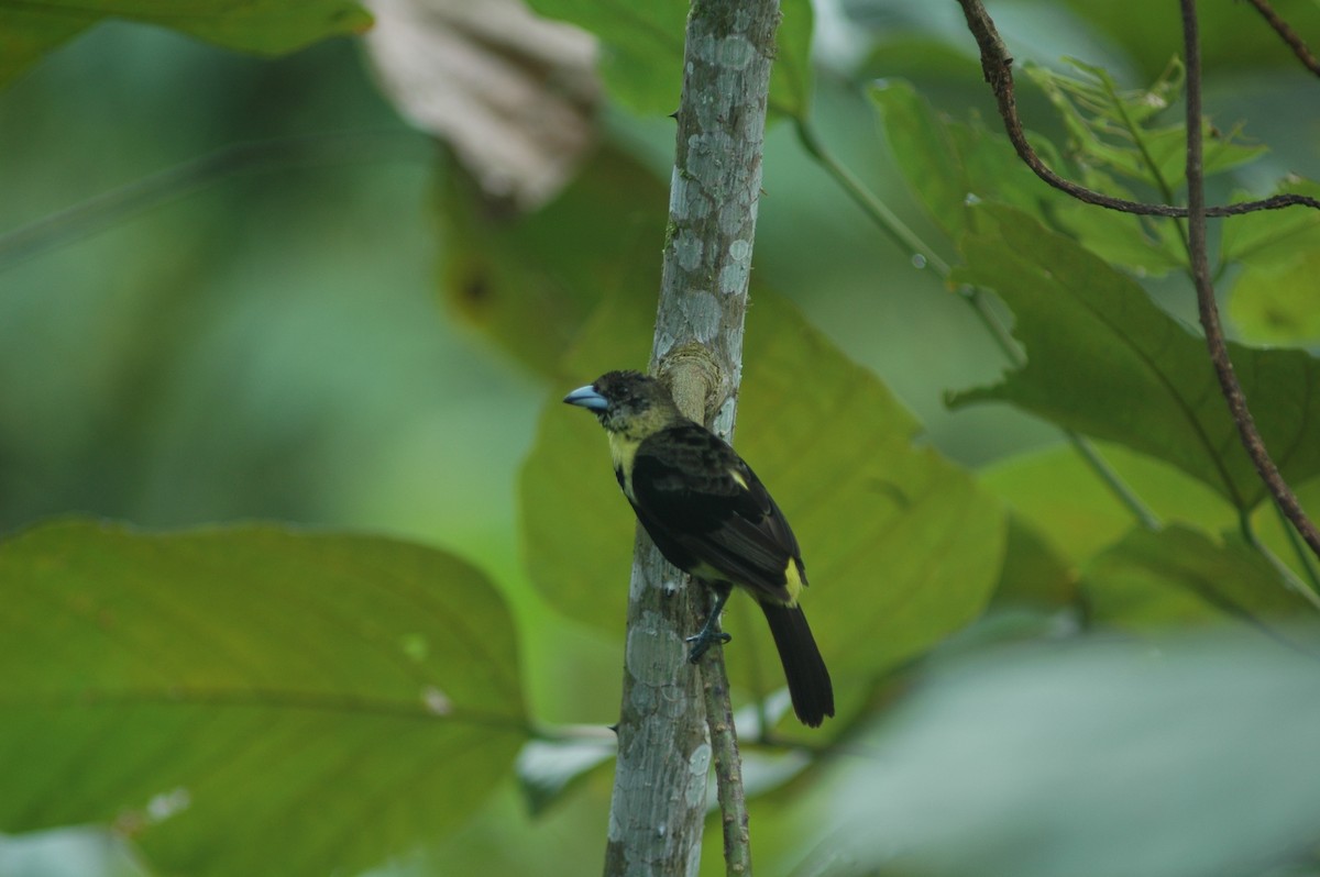 Flame-rumped Tanager (Lemon-rumped) - ML618086243